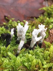 Xylaria hypoxylon