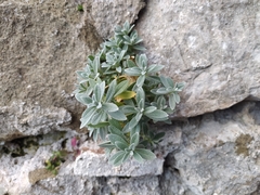 Cerastium tomentosum
