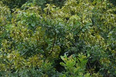 Dalbergia obovata