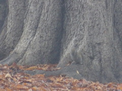 Sciurus carolinensis