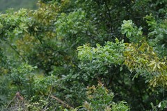 Dalbergia obovata
