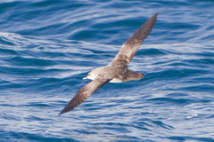 Black-Vented Shearwater photo 2