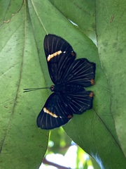 Riodina lycisca