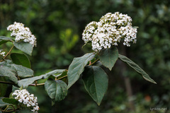 Viburnum rugosum
