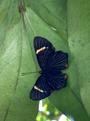 Riodina lycisca
