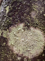 Lecanora