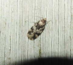Barea confusella
