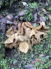 Omphalotus olivascens