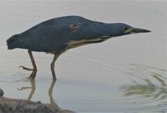 Ixobrychus sturmii