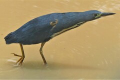 Ixobrychus sturmii