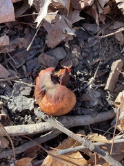 Cortinarius distans