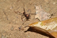 Eciton burchellii parvispinum