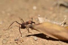 Eciton burchellii parvispinum