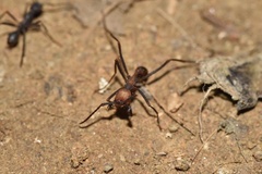Eciton burchellii parvispinum