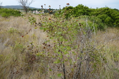 Lonicera etrusca