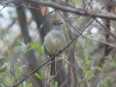 Ramphotrigon flammulatum