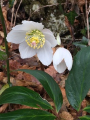 Helleborus niger