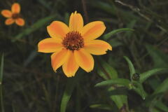 Zinnia haageana