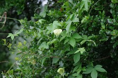 Dalechampia capensis
