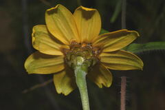 Zinnia haageana