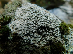 Pertusaria plittiana