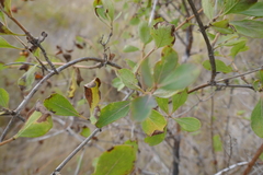 Lonicera etrusca