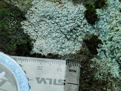 Pertusaria plittiana