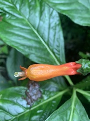 Centropogon vaughianus