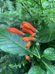 Centropogon vaughianus