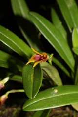 Masdevallia cuprea