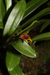 Masdevallia cuprea
