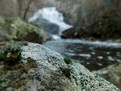Pertusaria plittiana