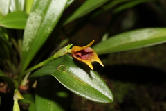 Masdevallia cuprea