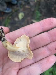Cantharellus