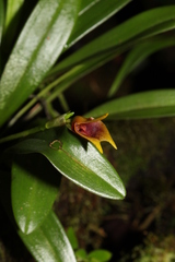 Masdevallia cuprea