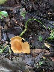 Cantharellus