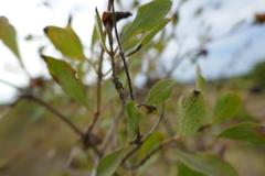 Lonicera etrusca