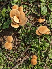 Agrocybe pediades