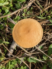 Agrocybe pediades