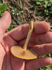 Agrocybe pediades