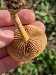 Agrocybe pediades