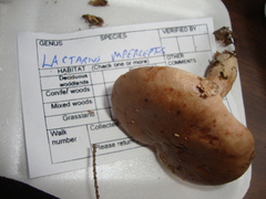 Lactarius imperceptus
