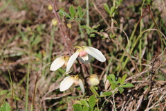 Asimina reticulata