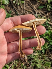 Agrocybe pediades