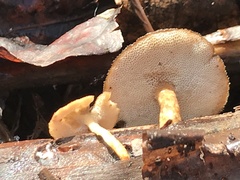 Lentinus brumalis