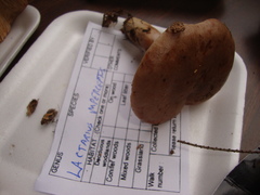 Lactarius imperceptus