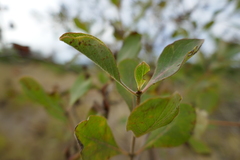 Lonicera etrusca