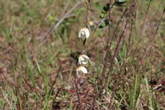 Asimina reticulata
