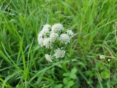 Oenanthe pimpinelloides