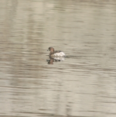 Tachybaptus ruficollis